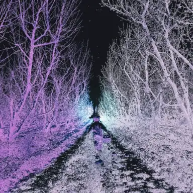 TRANSIENT LOVE