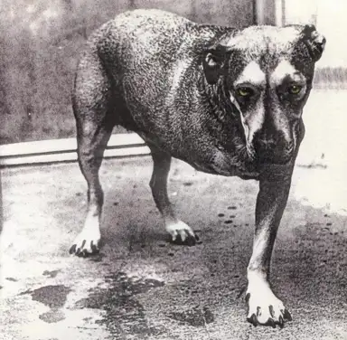 Alice in Chains