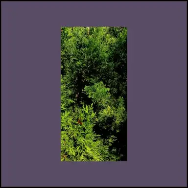 Travelogue Botany: Phase II