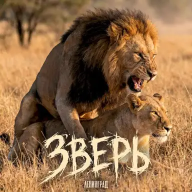Зверь
