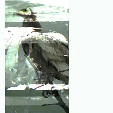 Vulture (edit)