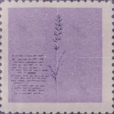 Lavender