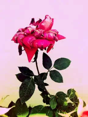 Paper Flowers