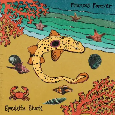 Epaulette Shark