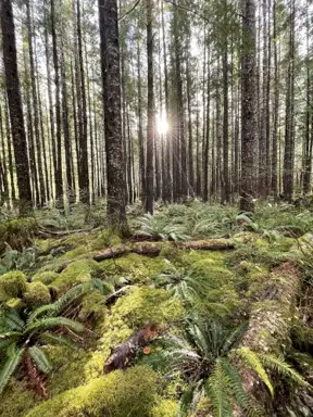 Deep Forest Songs(DEMO)