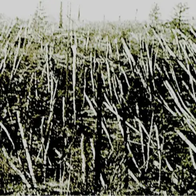 Próchno