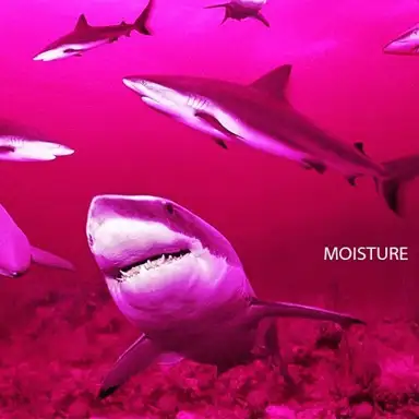 M(o)Isture