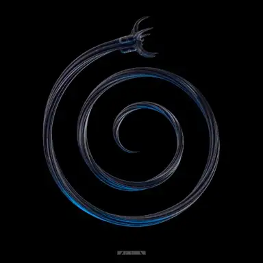 Spirit Animal (DJ Ride remix)